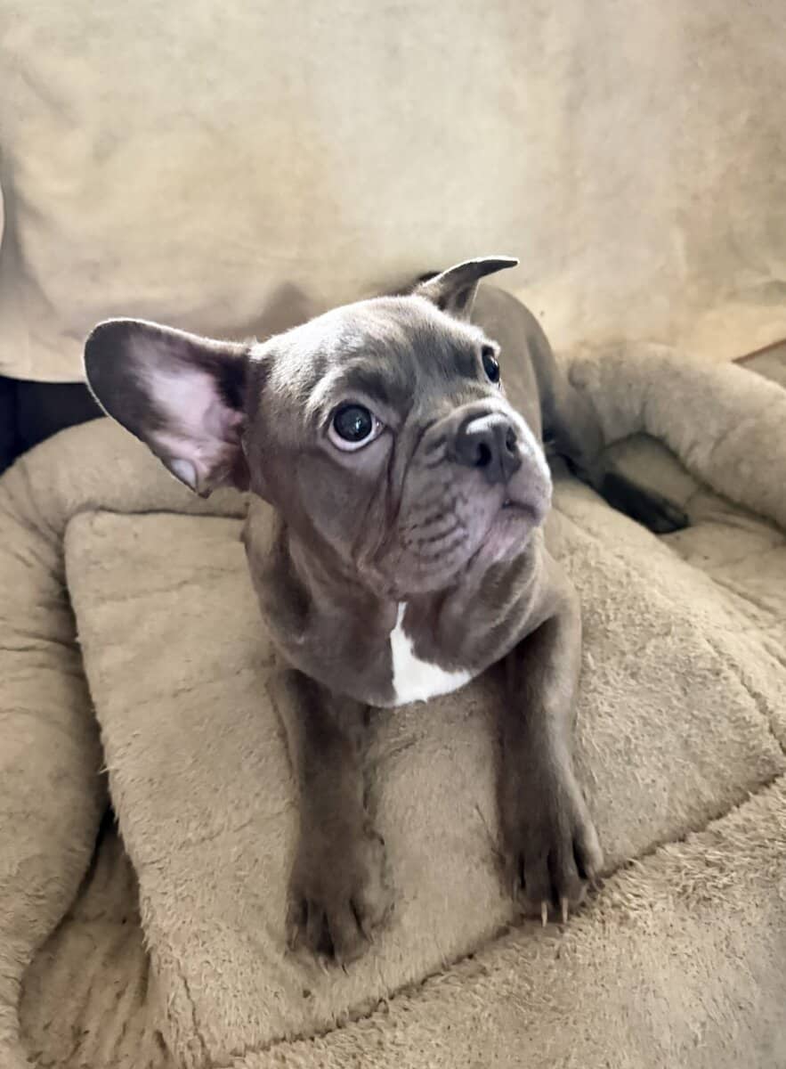 French Bulldog For Sale “Ippo” image 2