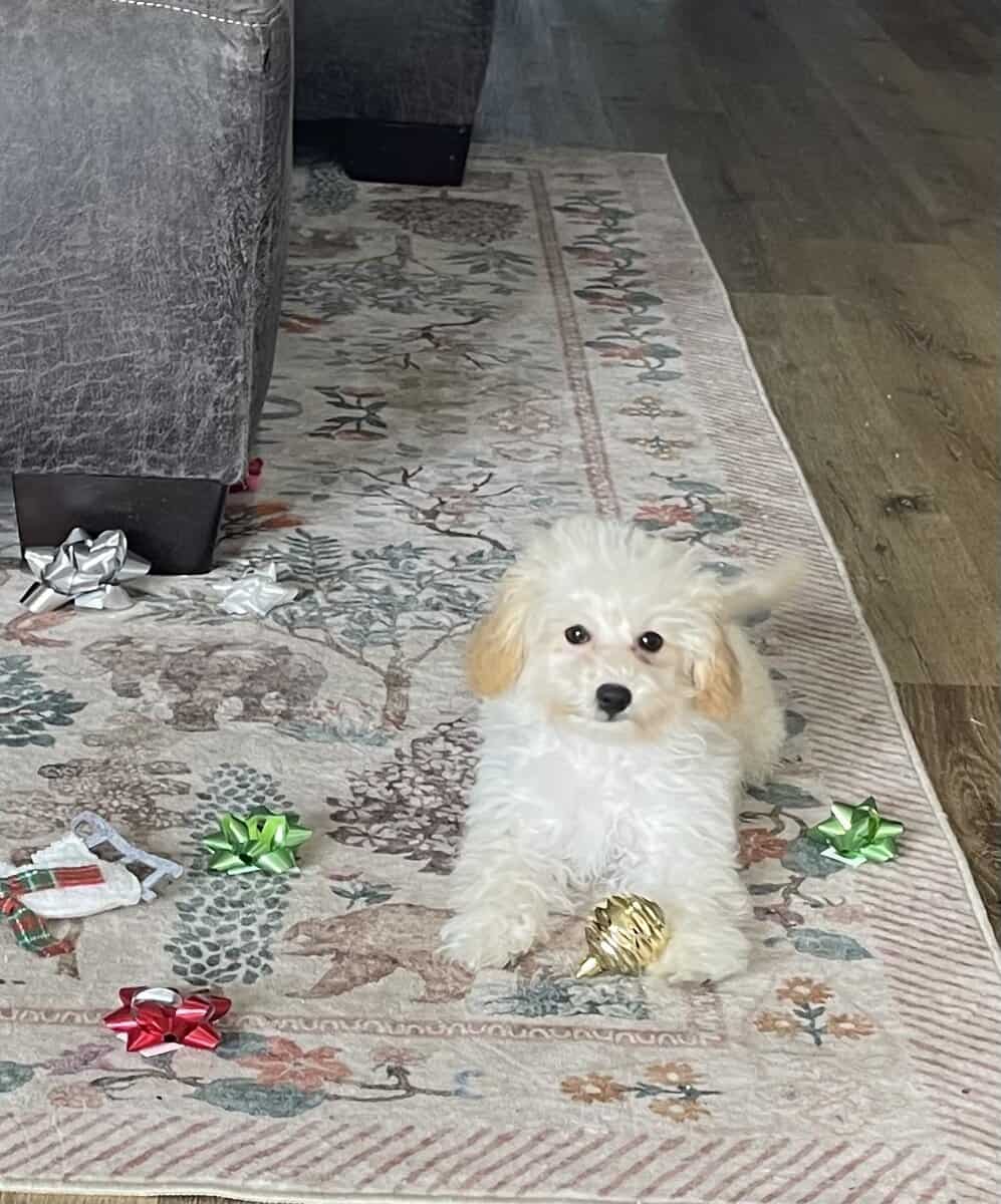 Miniature Poodle image 2