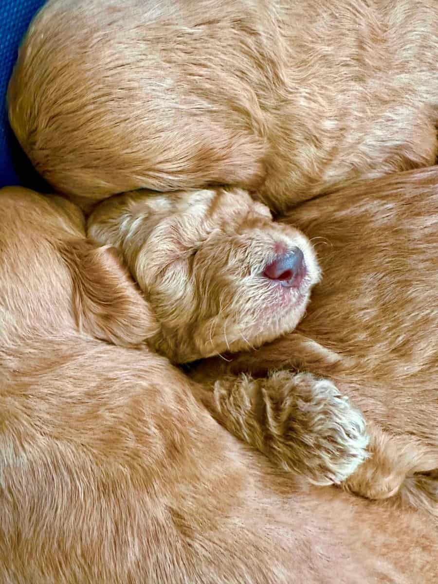 GoldenDoodle-Bue Haven Goldendoodle's image 1