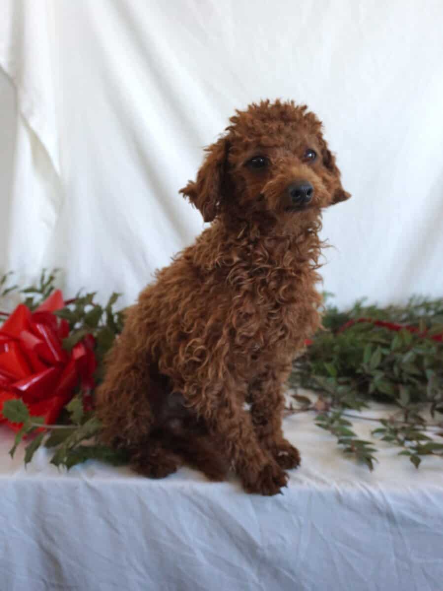 Buster-F1B Mini Goldendoodle image 1