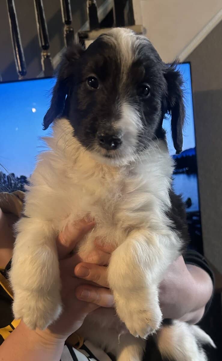 Rough collie/sheepadoodle mix image 1