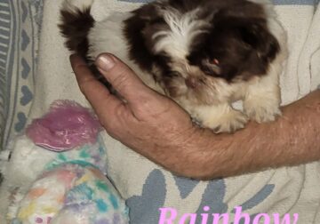 Shih Tzu Red liver