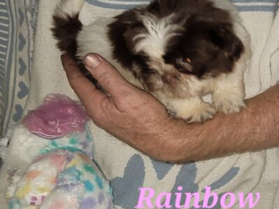 Shih Tzu Red liver