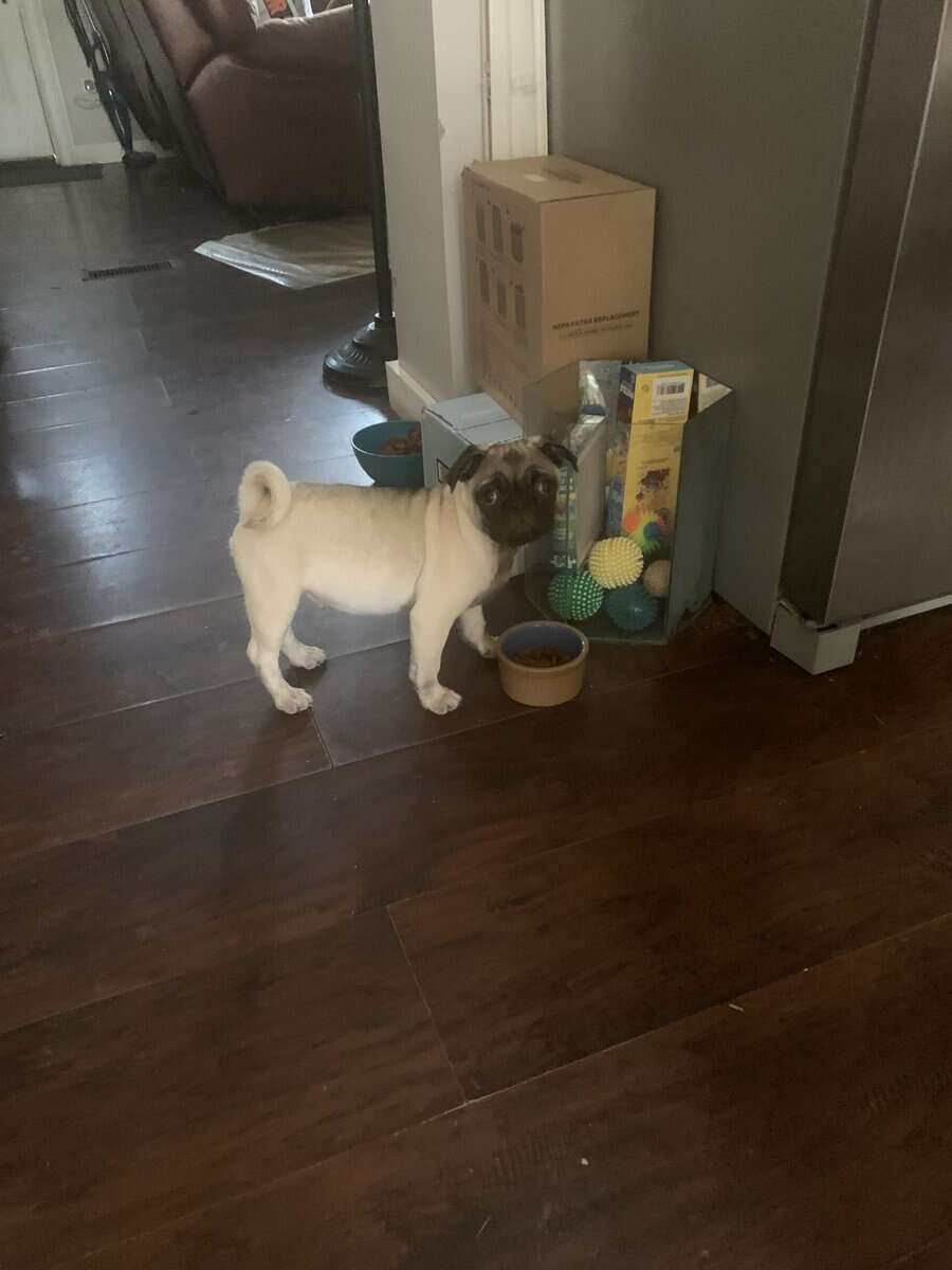 Pugs image 3