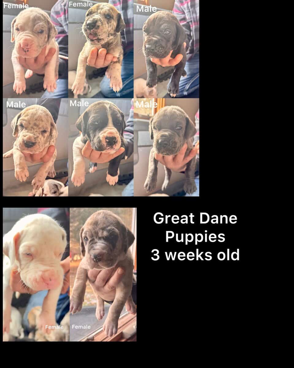 Great Dane Puppies | Gentle Giants in image 1