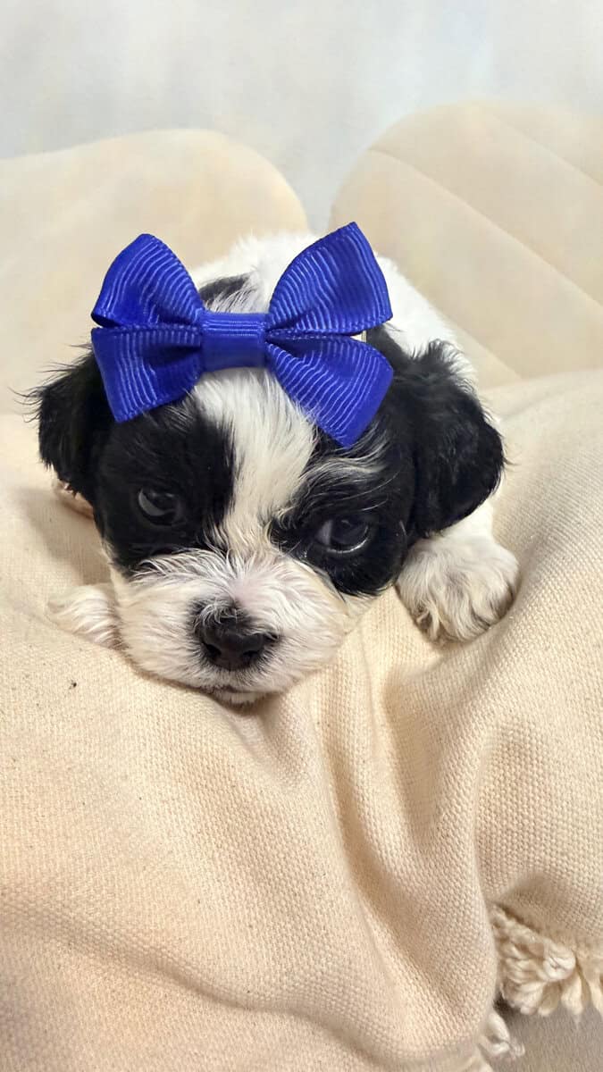 Shih Tzu Christmas-Ready Companions image 6