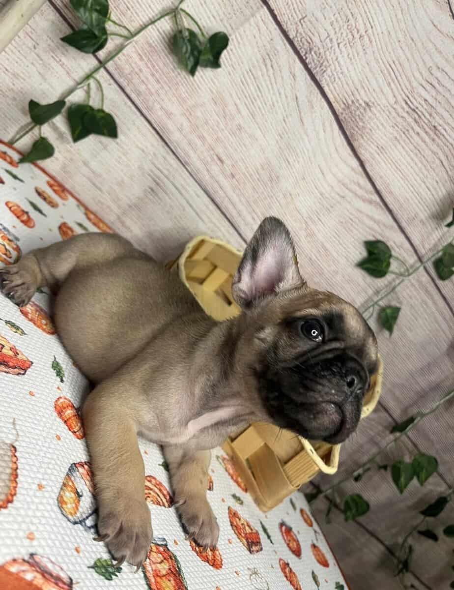 Frenchies image 4