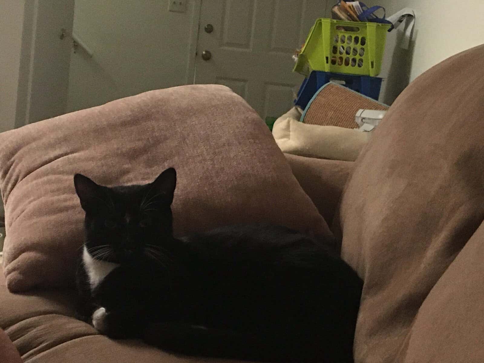 Domestic Shorthair Kitten, male needs a home image 21