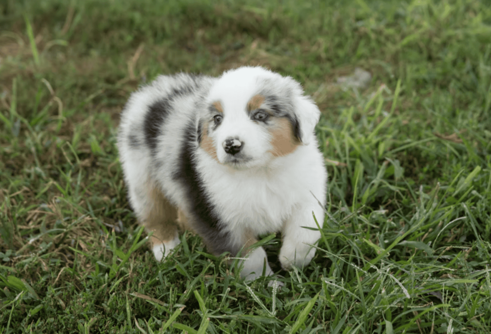 Pure Bred Australian Shepherd Puppies Due SOON! image 5