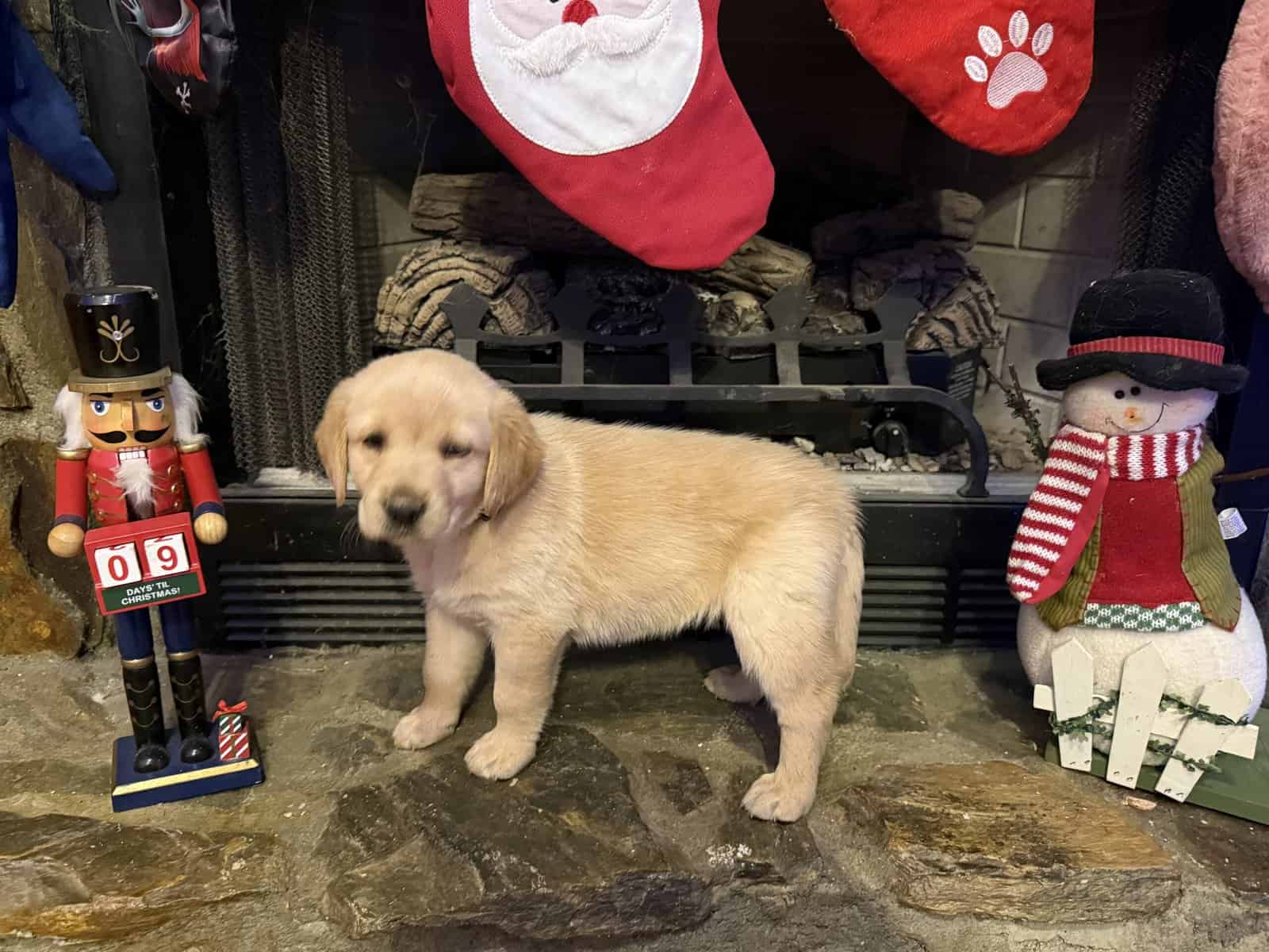 Goldador puppies image 2