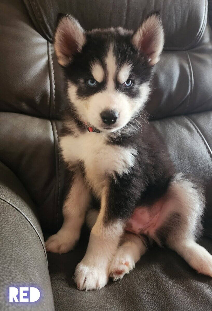 Husky puppies image 2