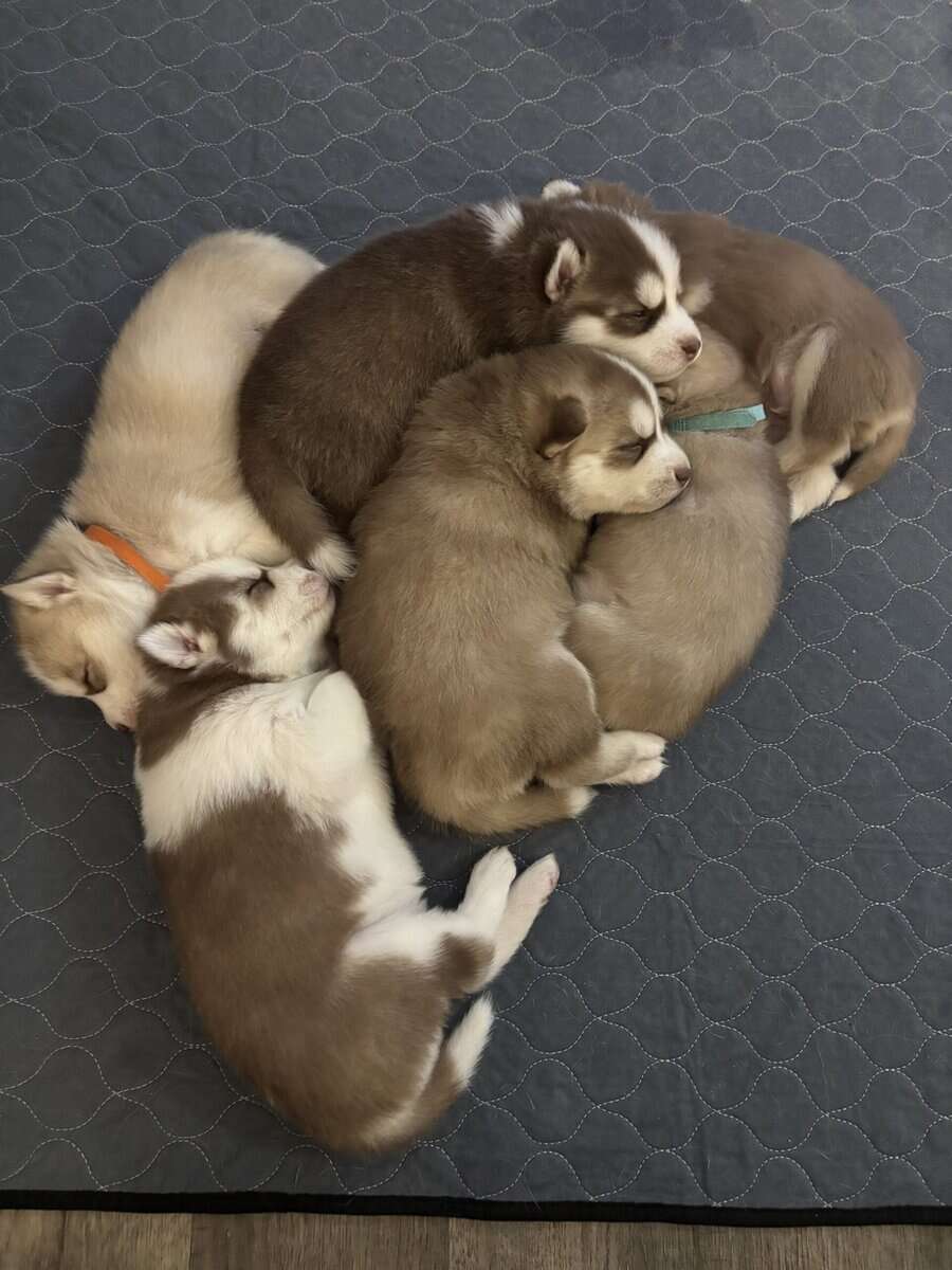 Alusky Puppies image 2
