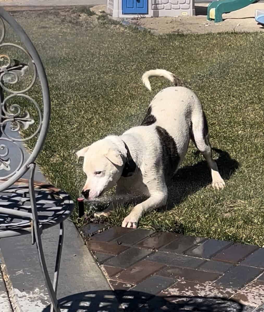 Pitbull mix image 3