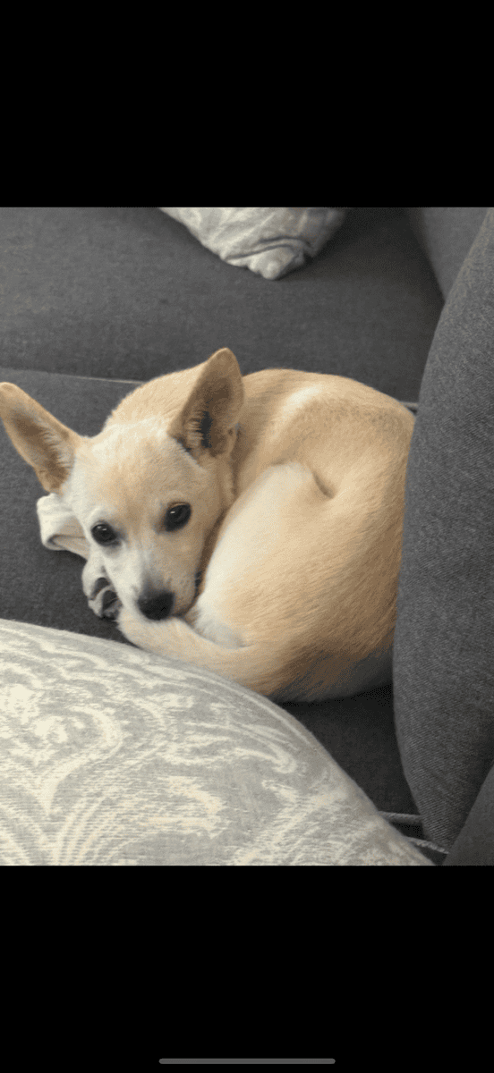 11 month Chihuahua mix image 4