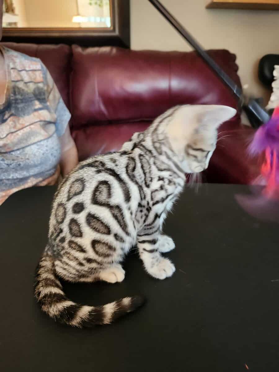 Bengal beauty on the Florida panhandle ! image 1
