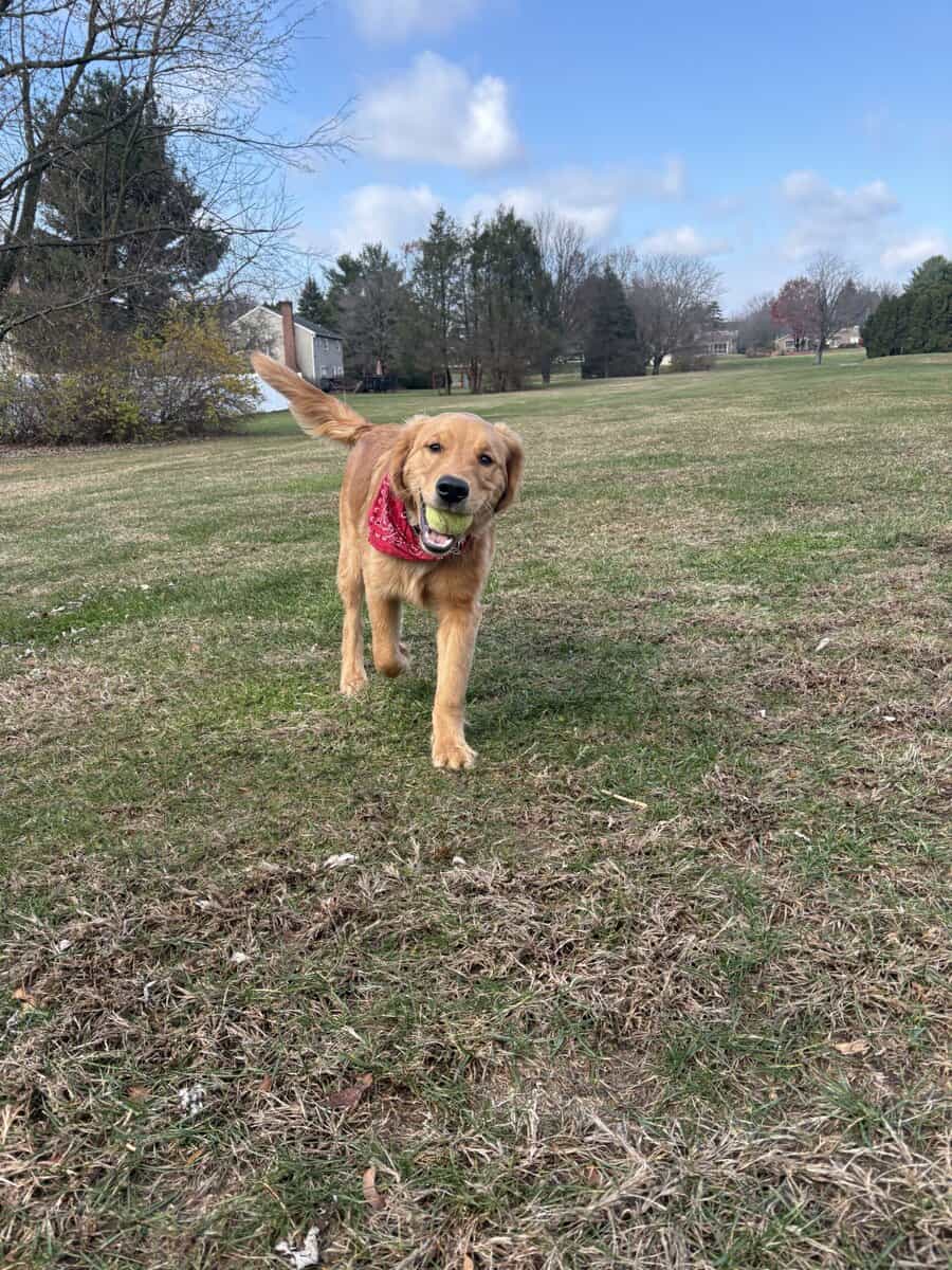 My name is Sammy! Golden Retriever 7 months image 6