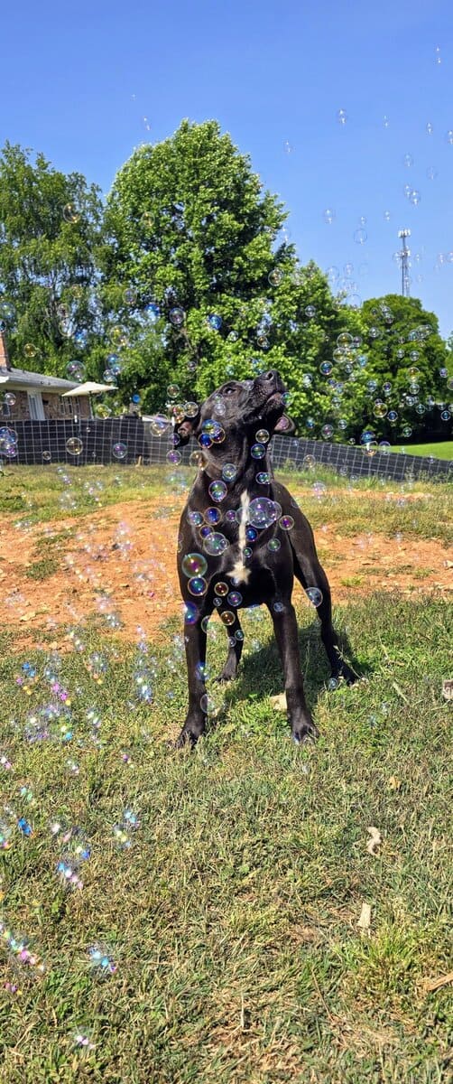 10 young mutts in search of forever homes image 5