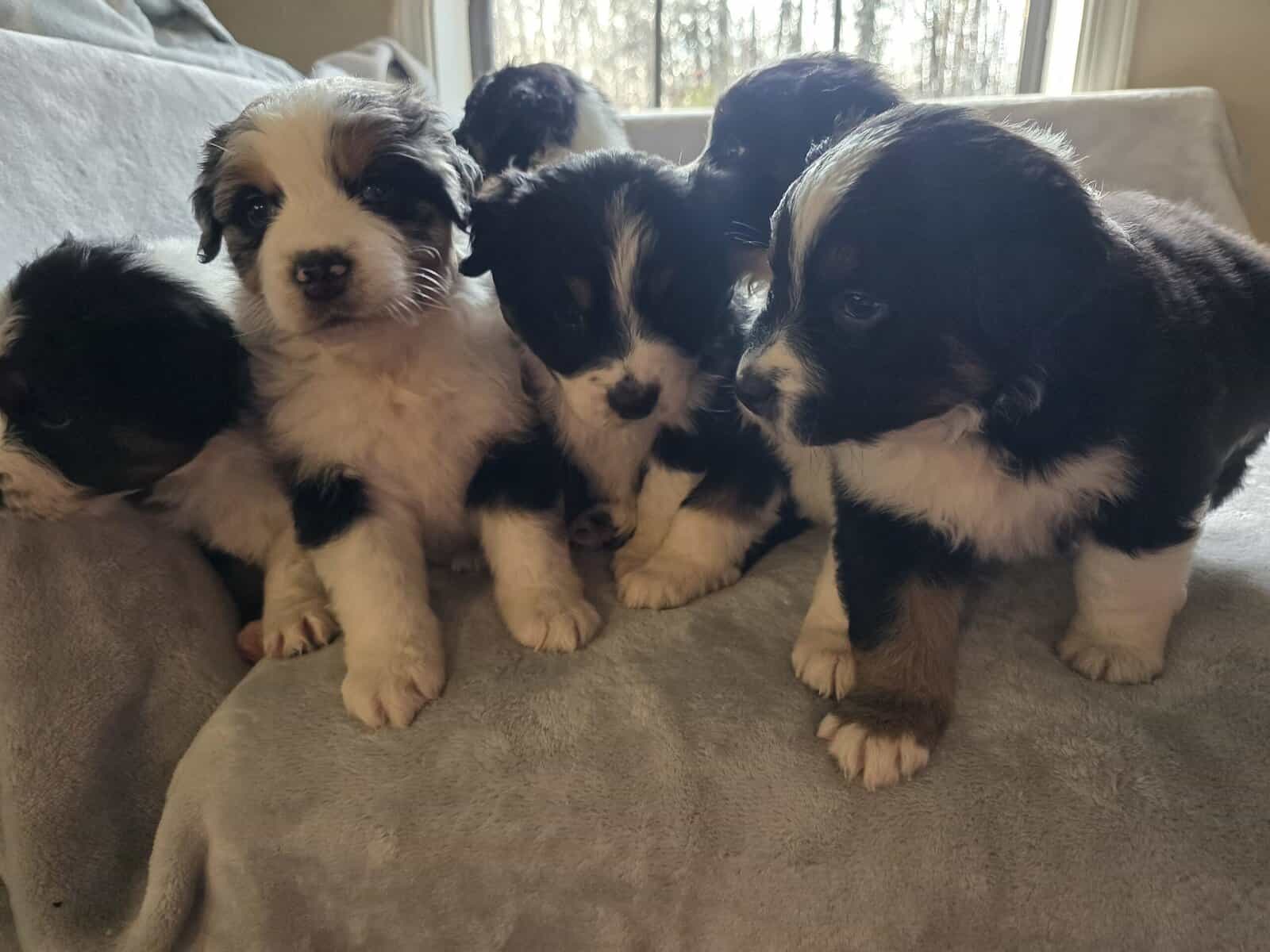 Australian shepherd puppies image 10