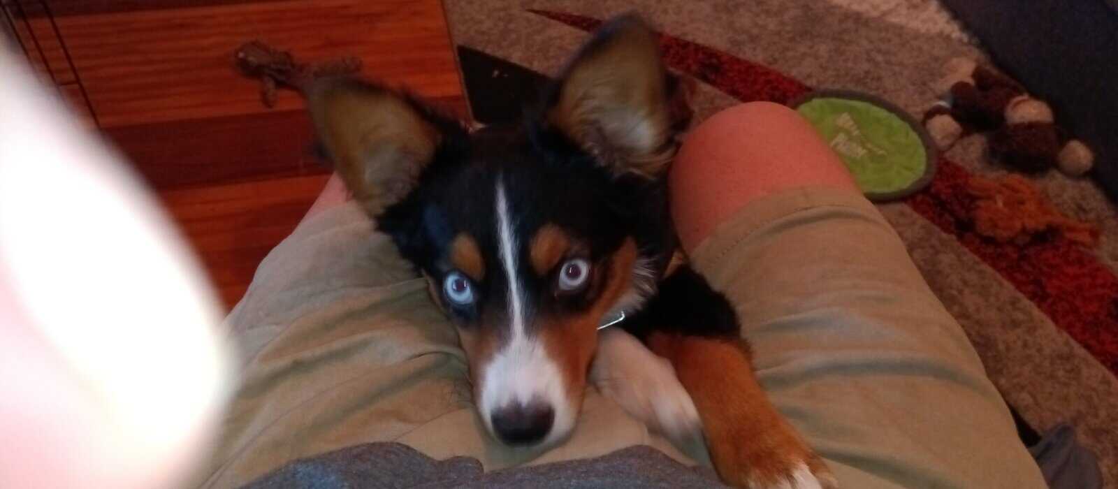 Pure Mini Aussie image 2
