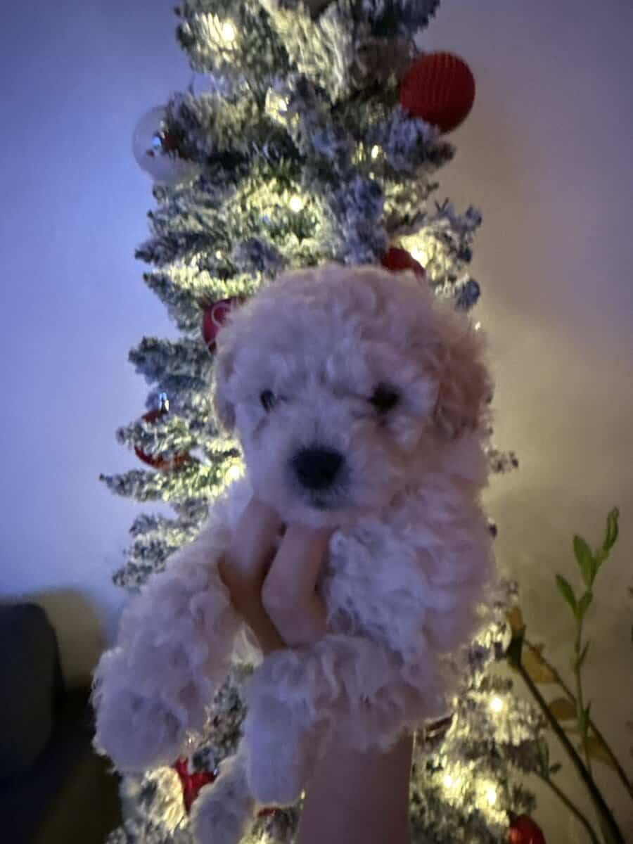 Pure Maltipoo Puppy for sale image 2