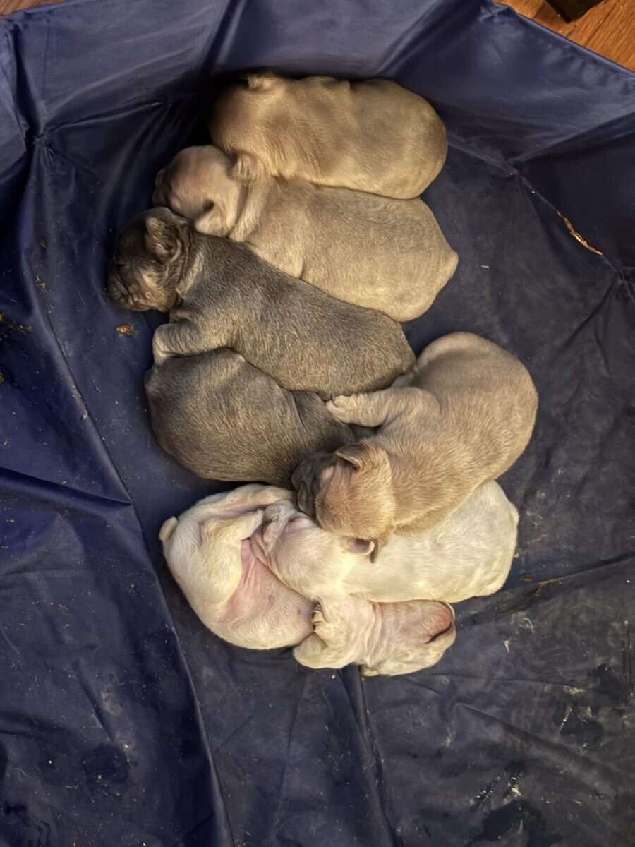 FRENCH BULLDOG PUPs image 6