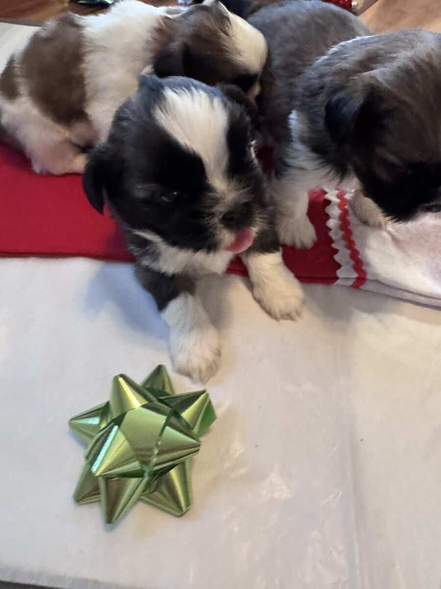 • “Adorable AKC Shih Tzu Puppies Ready for Their N image 10