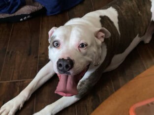 Looking for a new family!