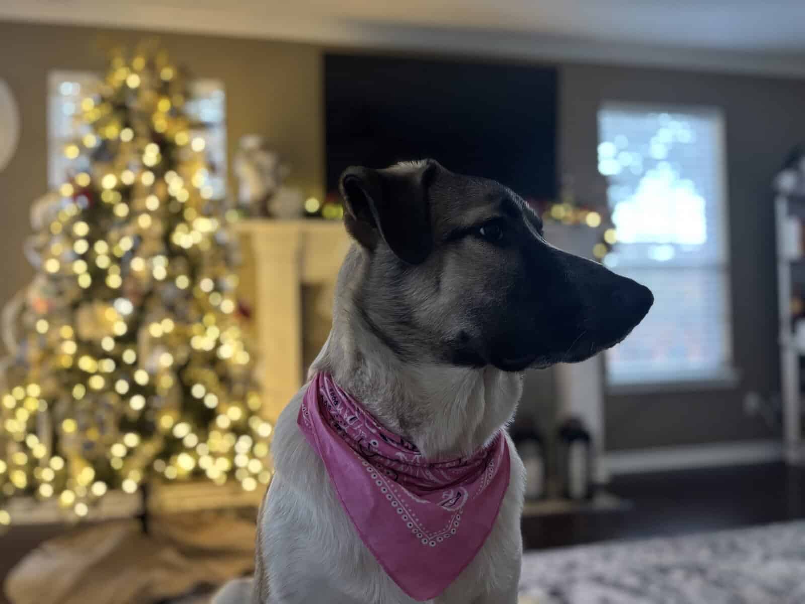 German Shepherd Mix free to a good home image 1