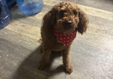 Mini toy toodle for adoption