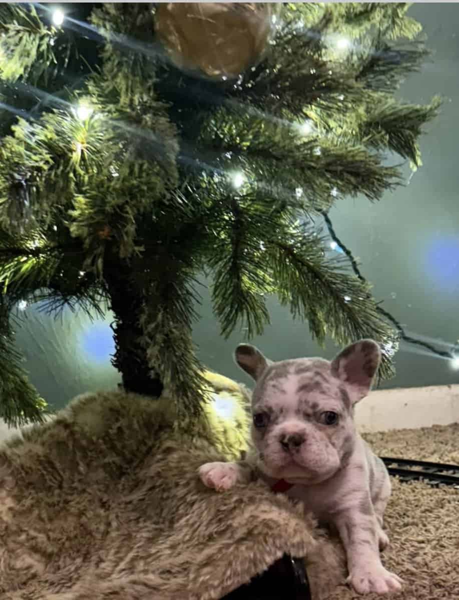 Frenchie puppies image 3