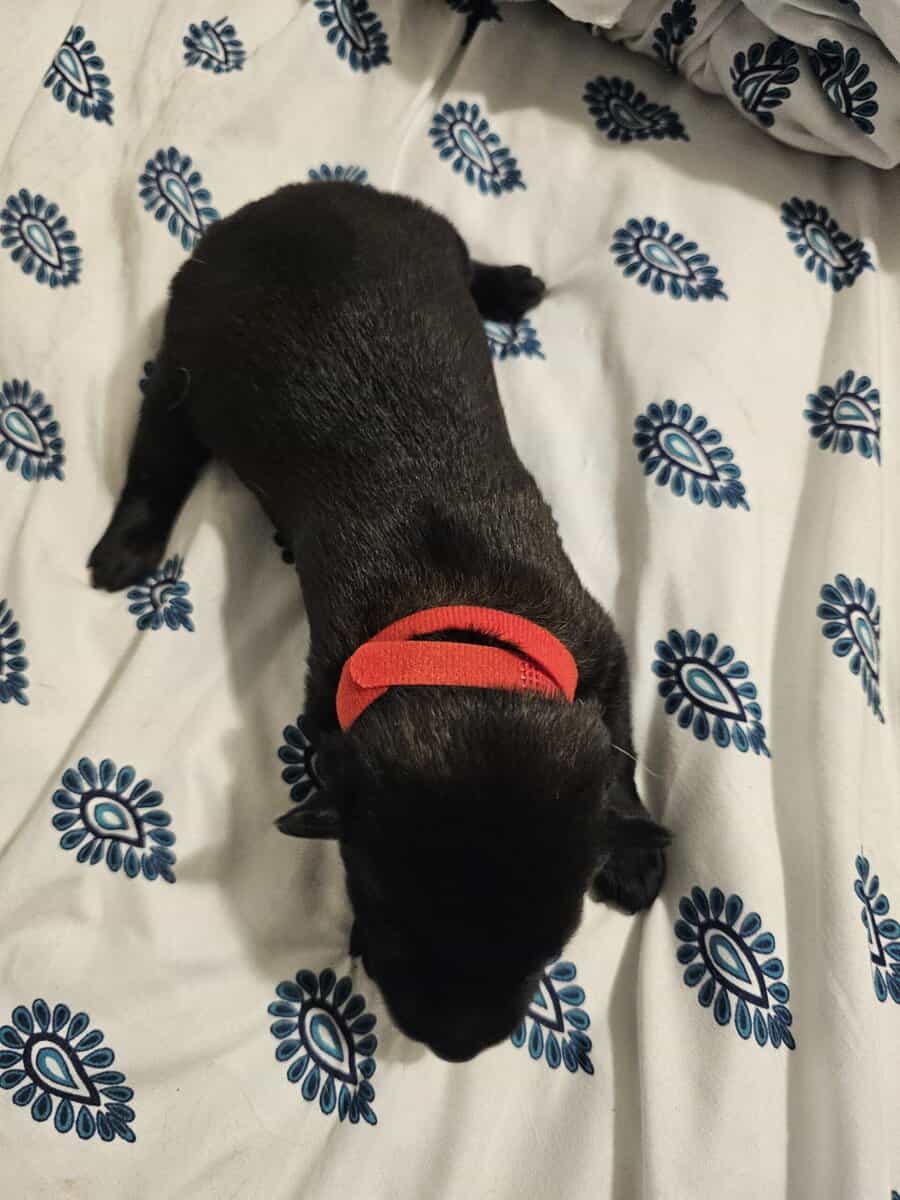 AKC BELGIAN MALINOIS PUPS image 1