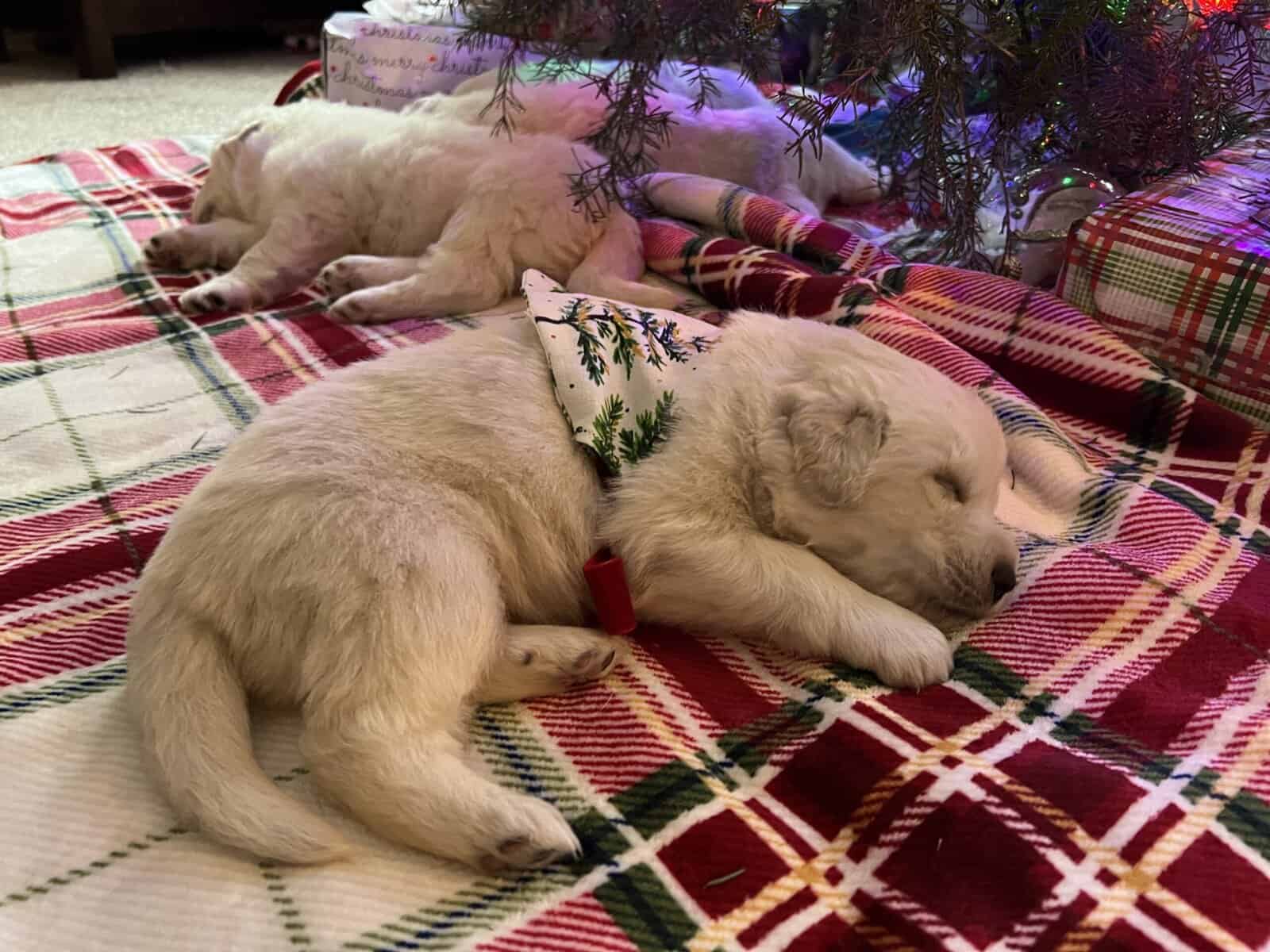 5 Farm Pups image 10