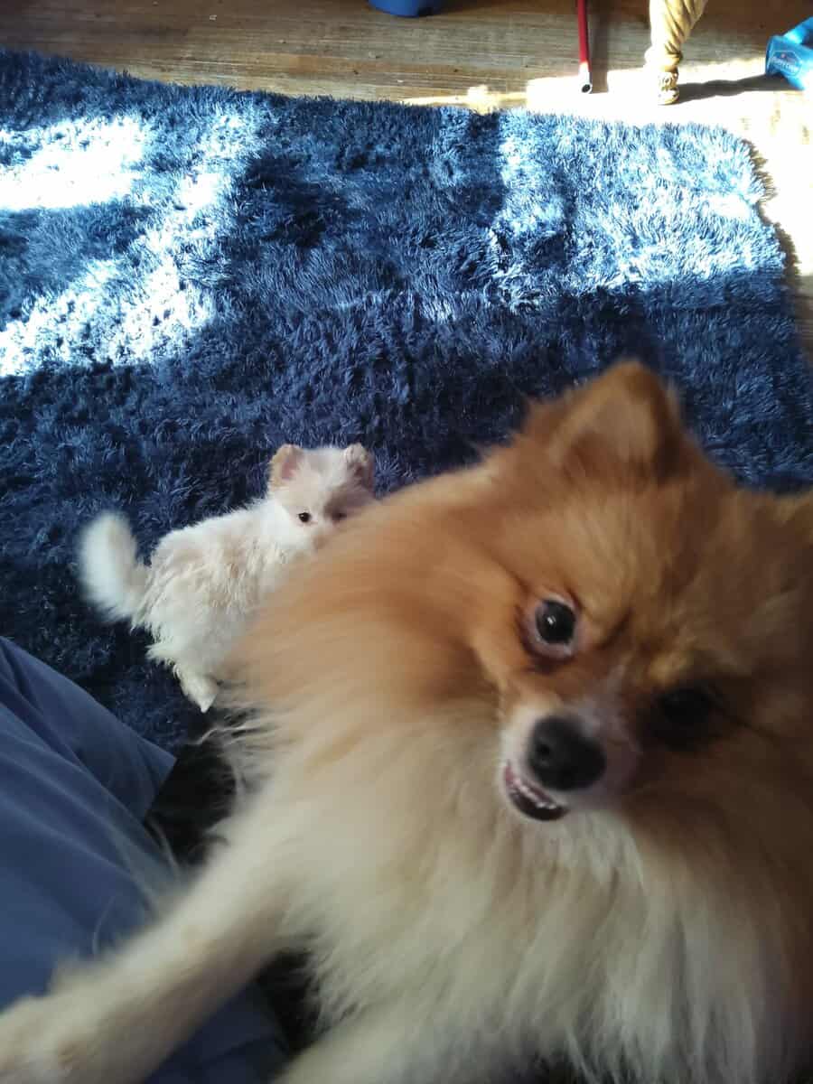 Pomeranian puppies image 2