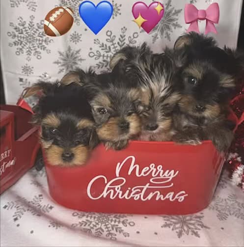 BEAUTIFUL 9WK OLD CHRISTMAS PUPPIES!!! image 1