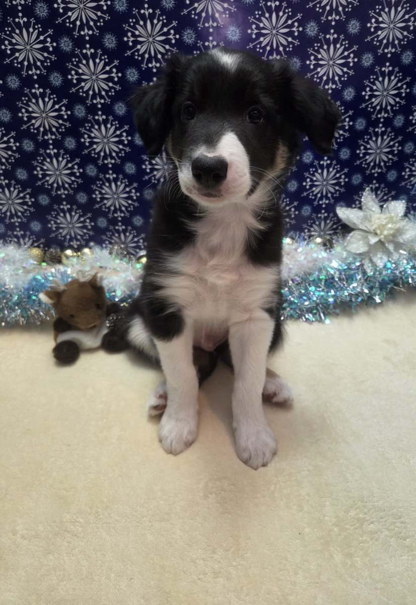 Border collie puppies image 4