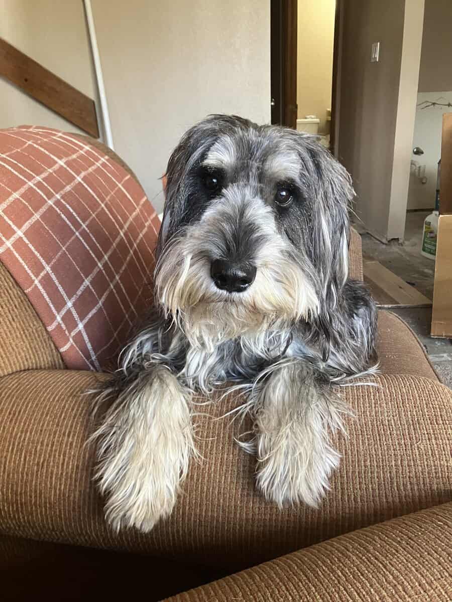 Standard Schnauzer image 3
