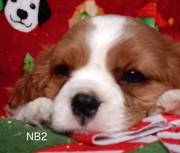 AKC Cavalier Puppies image 2