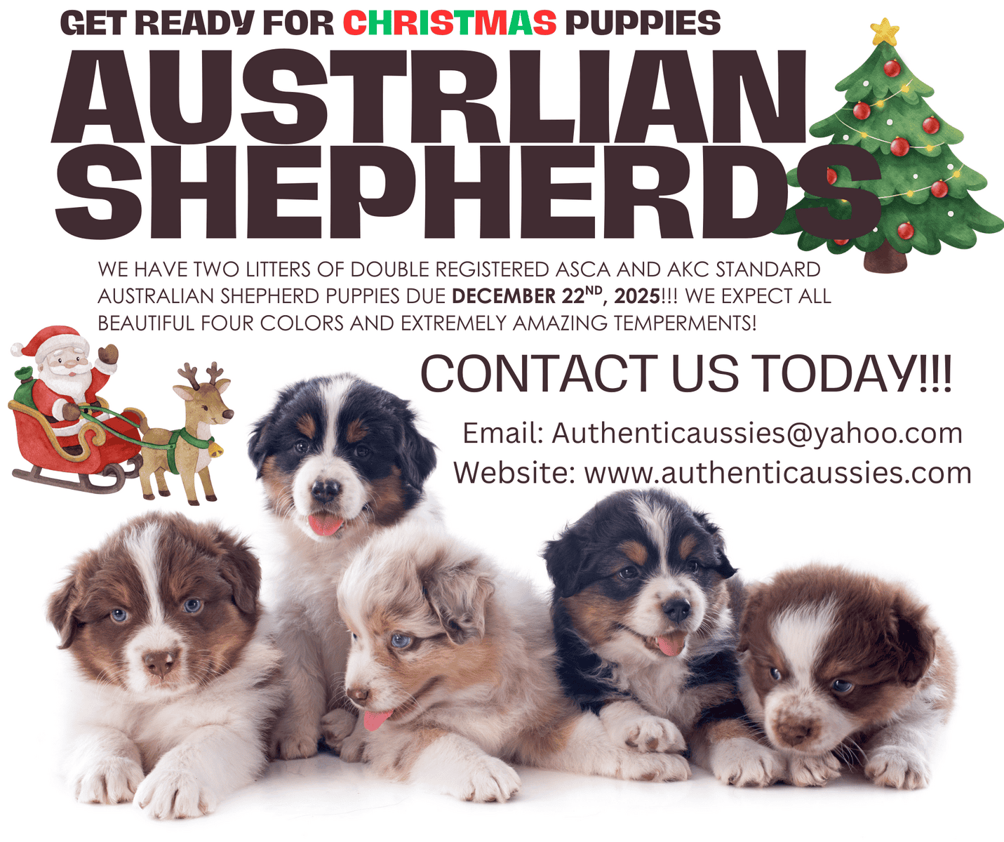 Pure Bred Australian Shepherd Puppies Due SOON! image 12