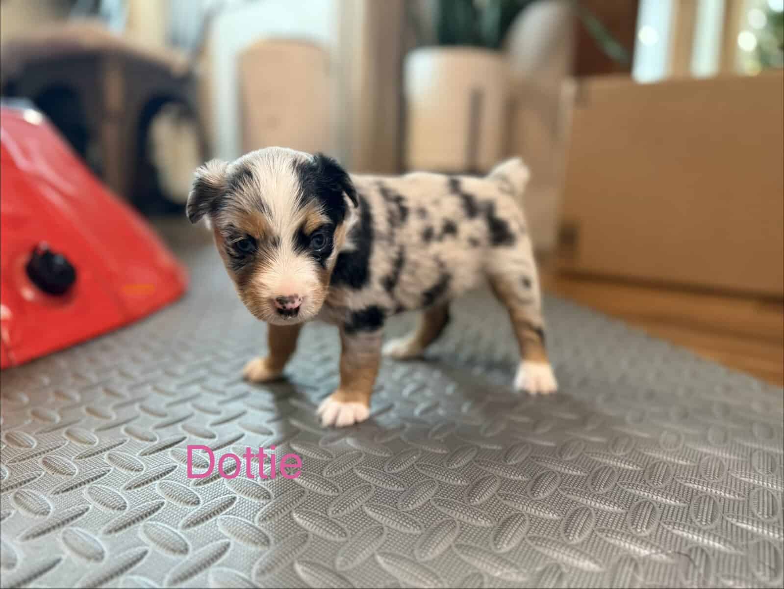Mini Australian Shepard Puppy image 2