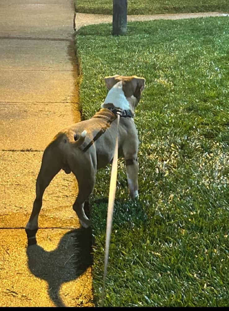 11month Old American Bully image 3