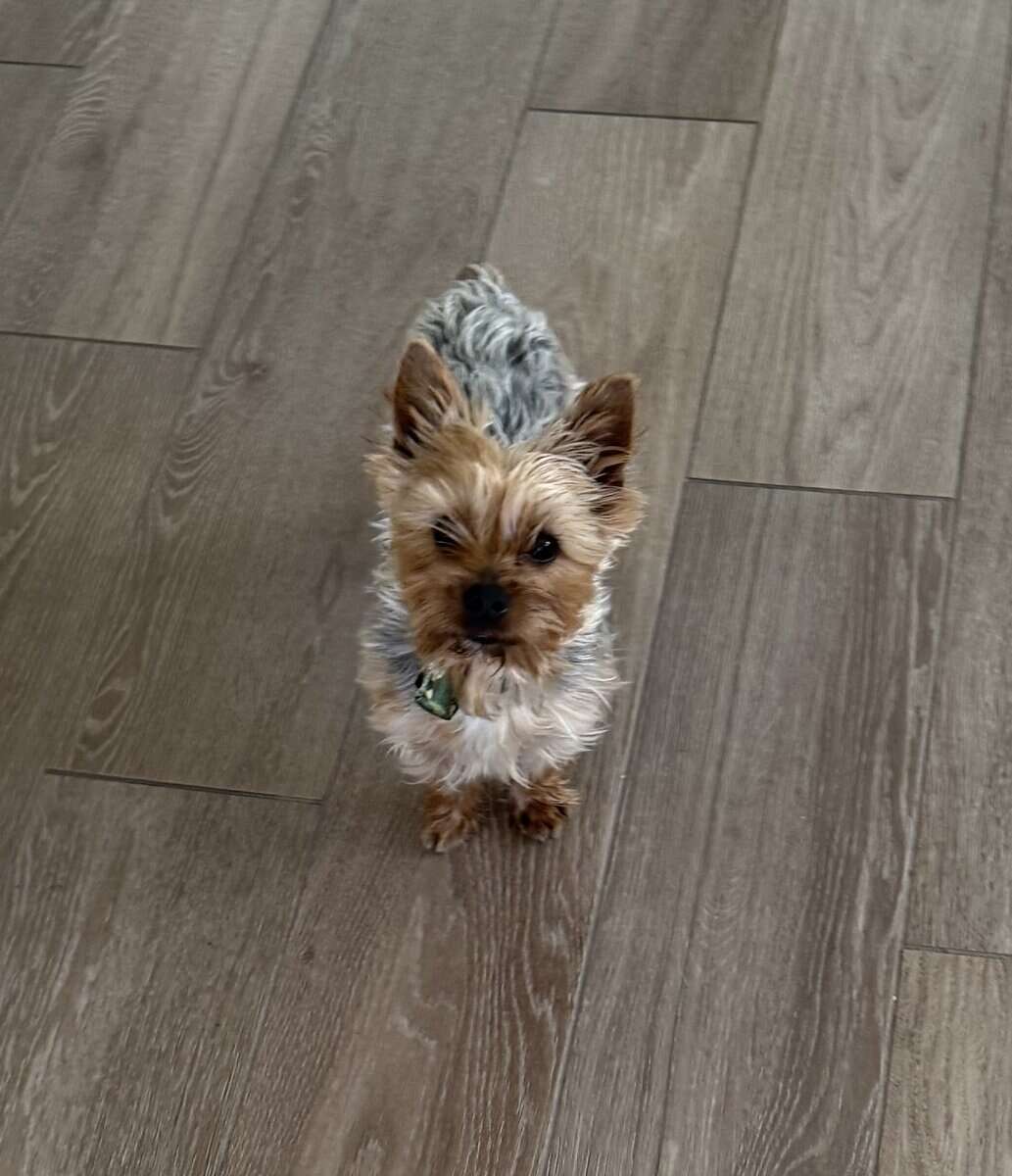 Lovable Yorky for sale image 1