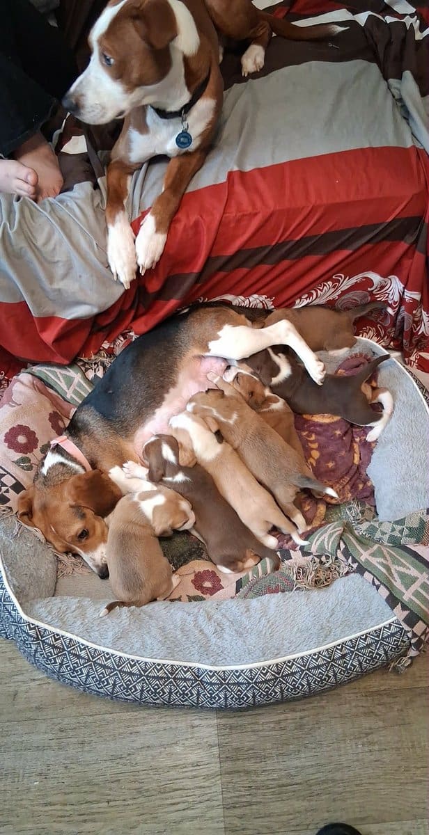 Bogle puppies (mom beagle full. Dad Boxer / lab) image 1