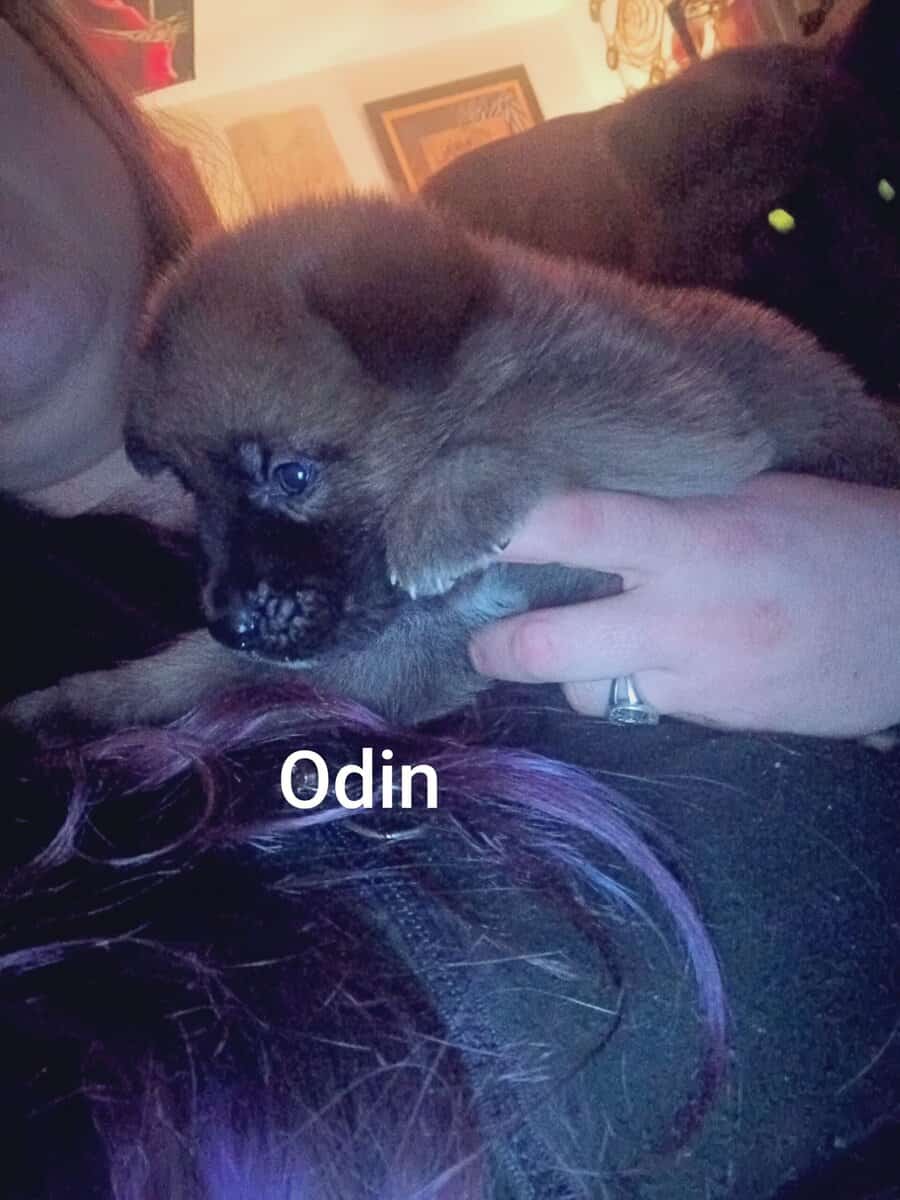 Japanese Akita/German Shepherd puppies image 9