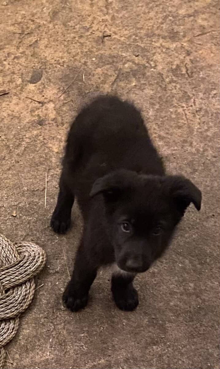German Shepherd / Golden Retriever Mix Puppies image 5
