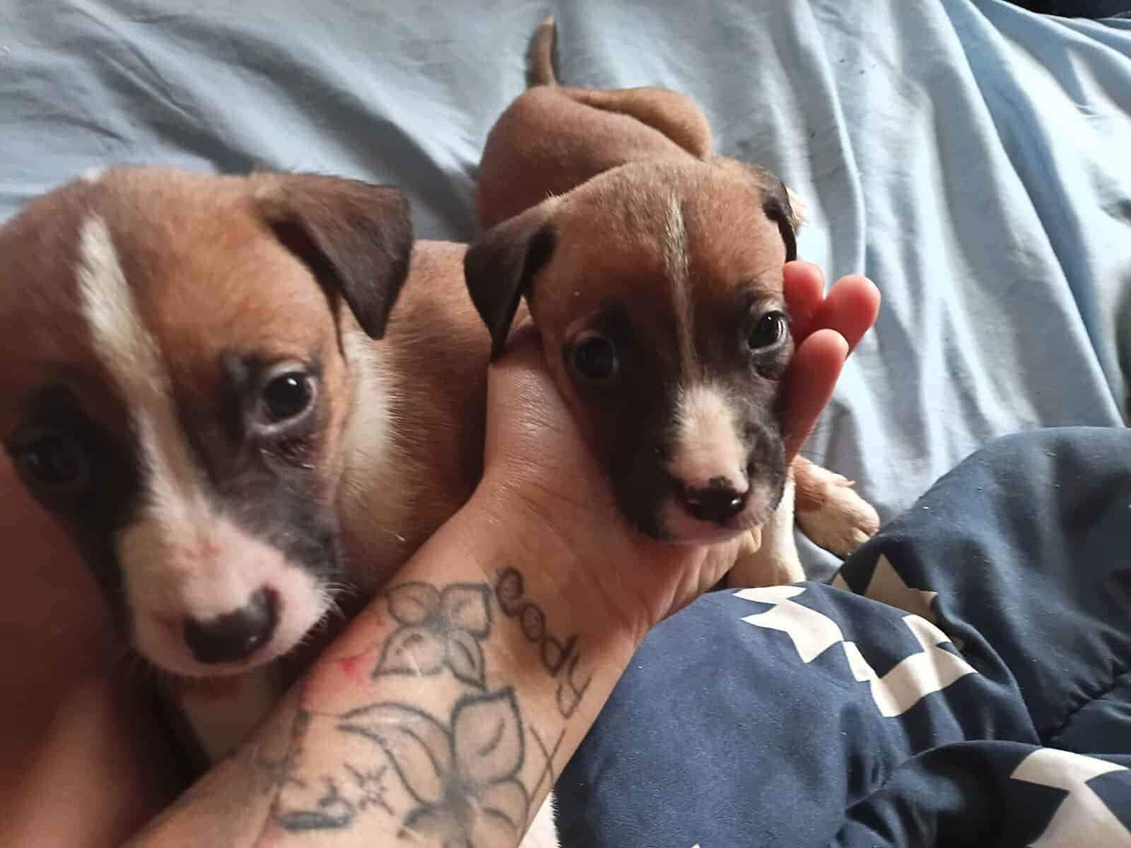 Christmas Puppies image 5