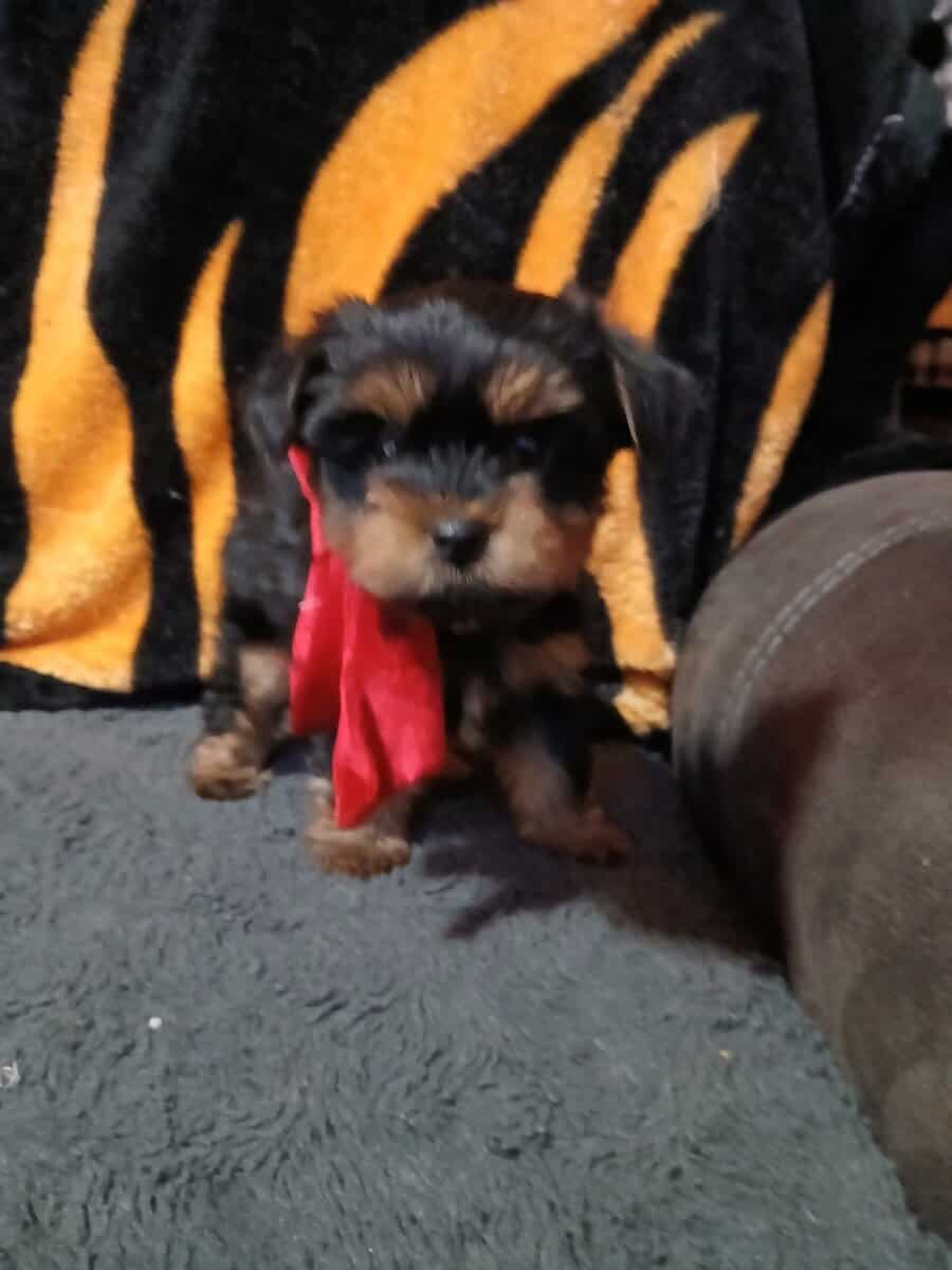 Yorkshire terrier puppies image 3