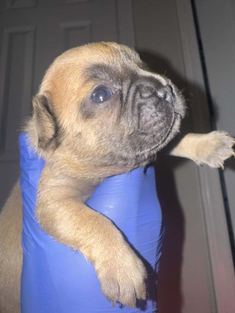 Fluffy french bulldog image 4