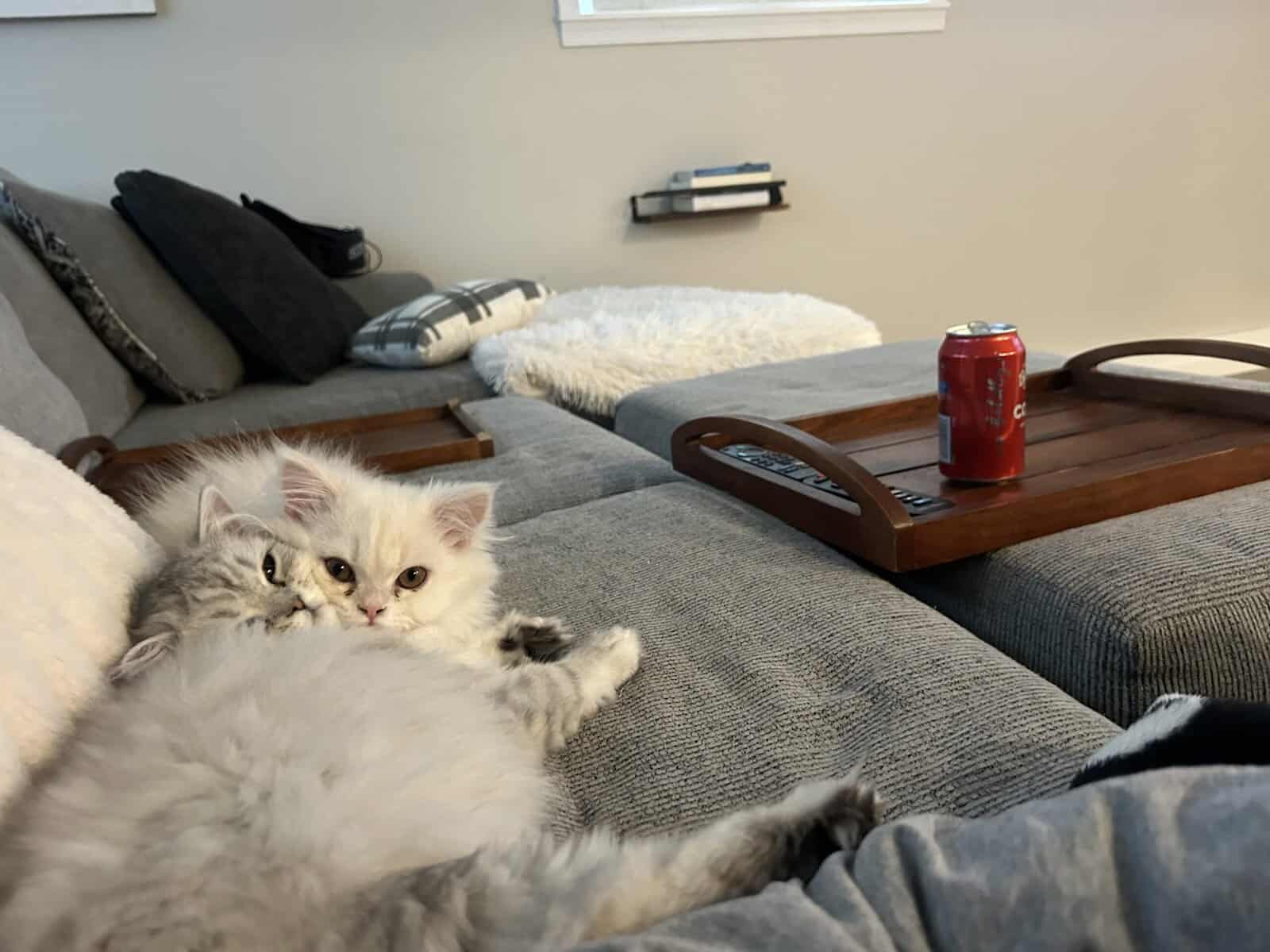 Two cats female and male 6 months old Persian image 4