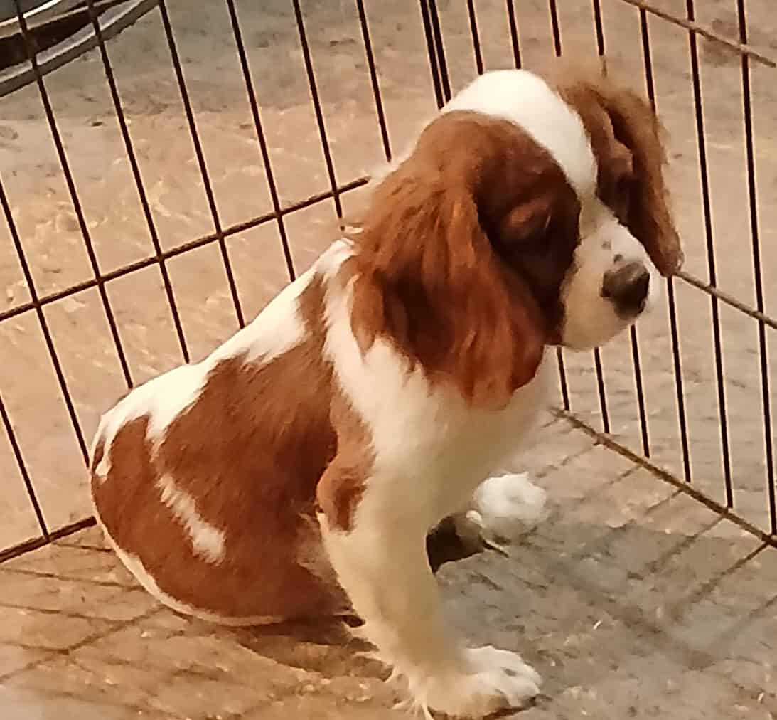 Cavalier king Charles spaniel puppies image 6