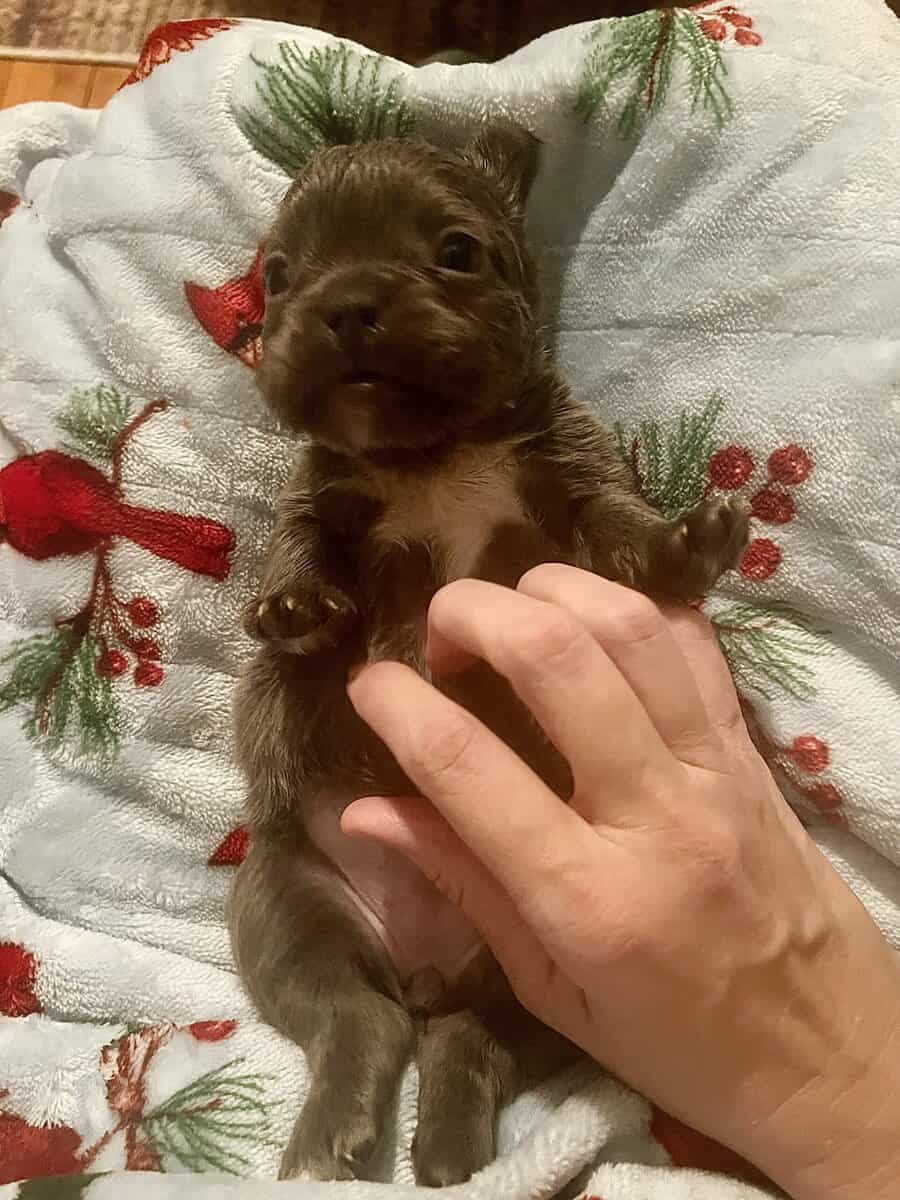 French Bulldog Puppies image 1